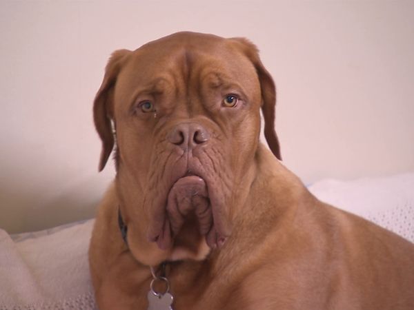El encantador de perros - The Dog Whisperer: Cesar Down Under Special 01