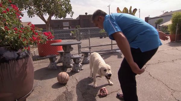El encantador de perros - Cricket and Hemingway & Rigby