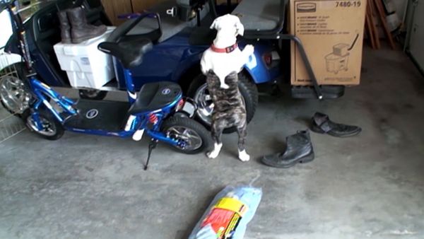 El encantador de perros - Optimus & Gigi y Sissy