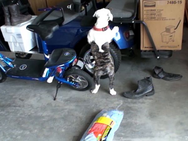 El encantador de perros - Optimus & Gigi y Sissy