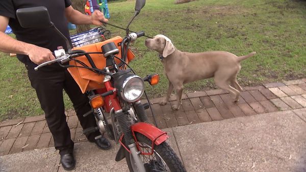 El encantador de perros - The Dog Whisperer: Cesar Down Under Special 02