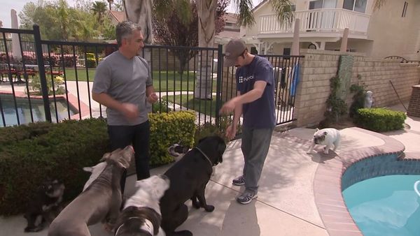 El encantador de perros - Pekaso and Yogi & Smokey