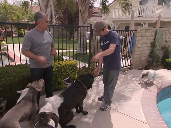 El encantador de perros - Pekaso and Yogi & Smokey