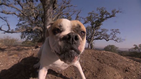 El encantador de perros - Boo and Britney Dawg