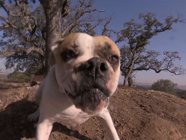 El encantador de perros - Boo and Britney Dawg