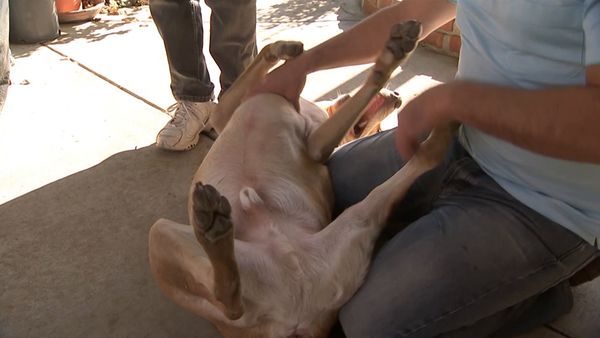 El encantador de perros - Run Home Roscoe!