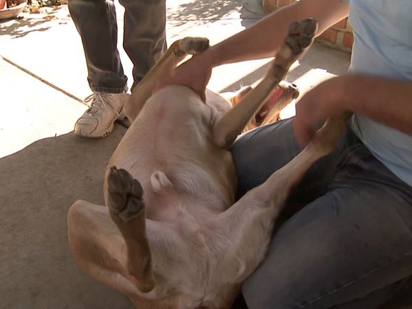 El encantador de perros - Run Home Roscoe!