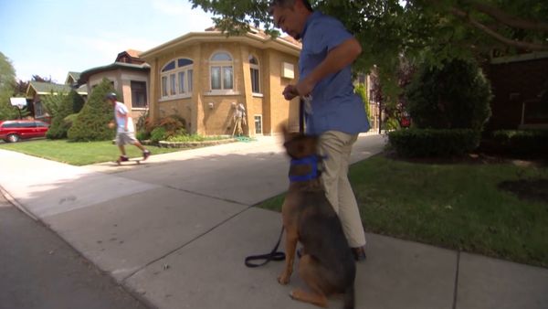 El encantador de perros - Most Aggressive Breeds