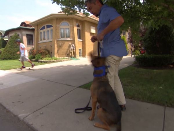 El encantador de perros - Most Aggressive Breeds