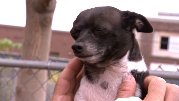 El encantador de perros - Sadie y Calder