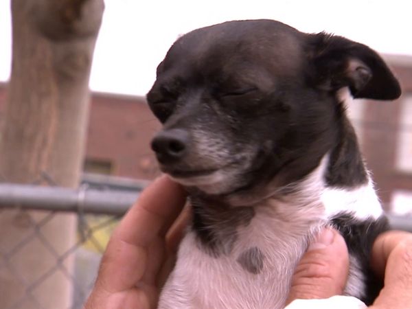 El encantador de perros - Sadie y Calder
