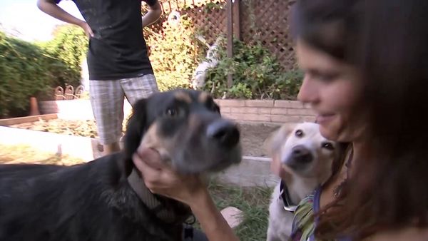 El encantador de perros - Stanley, Shoven and Leo