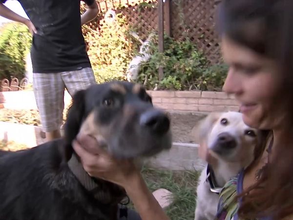 El encantador de perros - Stanley, Shoven and Leo