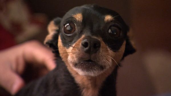 El encantador de perros - Harley, Annabelle y Memphis