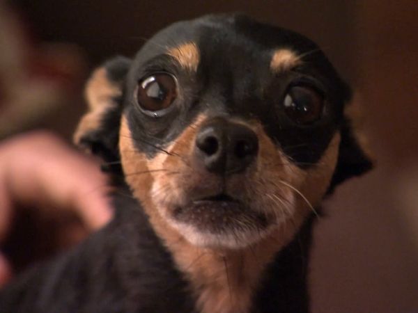 El encantador de perros - Harley, Annabelle y Memphis