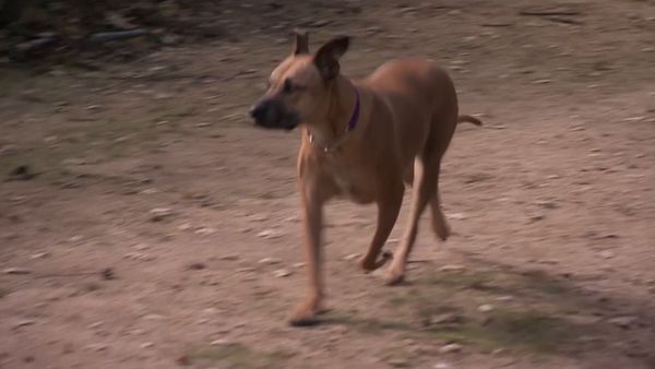 El encantador de perros - Inside Puppy Mills