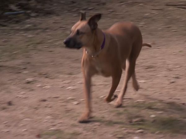 El encantador de perros - Inside Puppy Mills