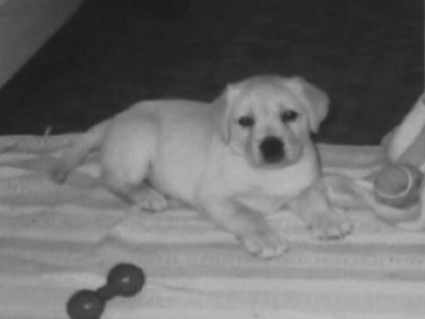 Dogs with Jobs - Episode 6: Dee: Greyhound Rescue & Endal: Memory Dog