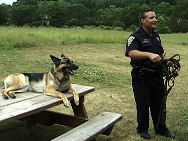 Dogs with Jobs - Episode 2: Bruno: An American Police Dog & Honey: Companion Dog