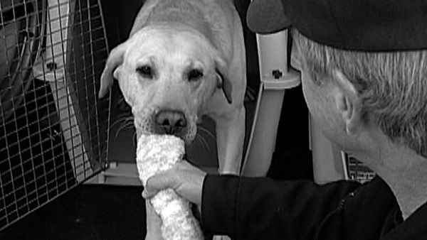 Dogs with Jobs - Episode 10: Clipper: Vietnam War Dog & Bam Bam: Bomb Dog