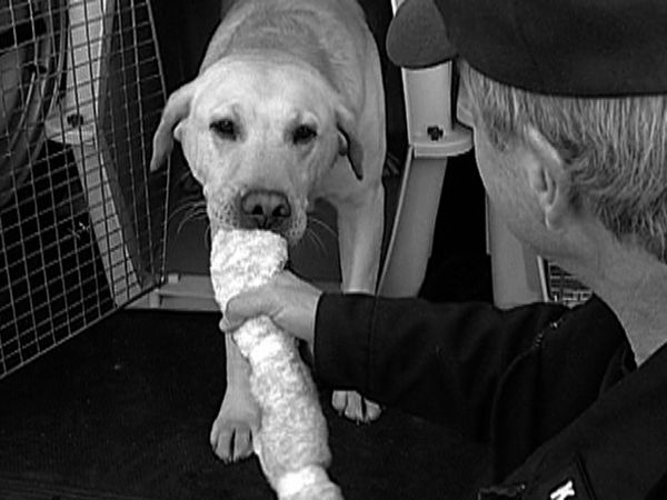 Dogs with Jobs - Episode 10: Clipper: Vietnam War Dog & Bam Bam: Bomb Dog