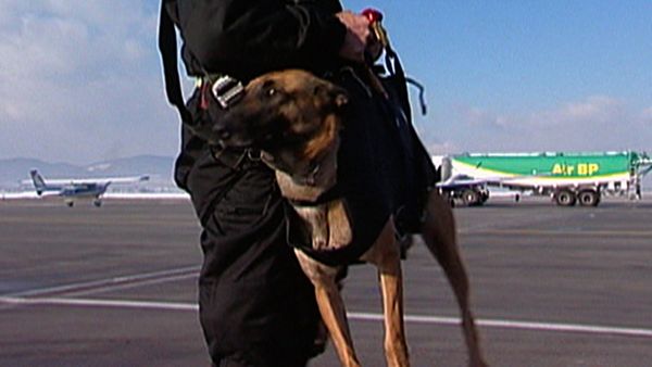 Dogs with Jobs - Episode 4: Landris: Cobra Commando & Wolf: Superdog
