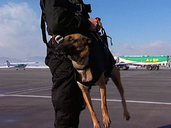 Dogs with Jobs - Episode 4: Landris: Cobra Commando & Wolf: Superdog