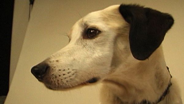 Dogs with Jobs - Episode 5: Bellow: Cheetah Dog & Nipper: Superstar