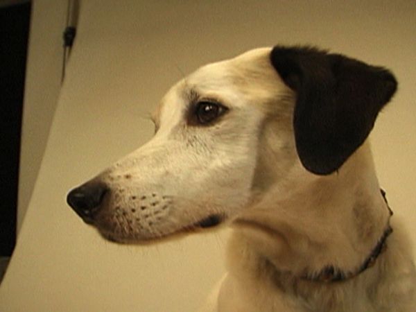 Dogs with Jobs - Episode 5: Bellow: Cheetah Dog & Nipper: Superstar