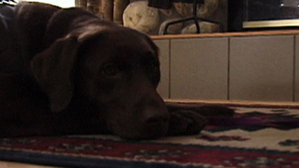 Dogs with Jobs - Episode 1: Maggie: Service Dog & A.J. Pet Detective