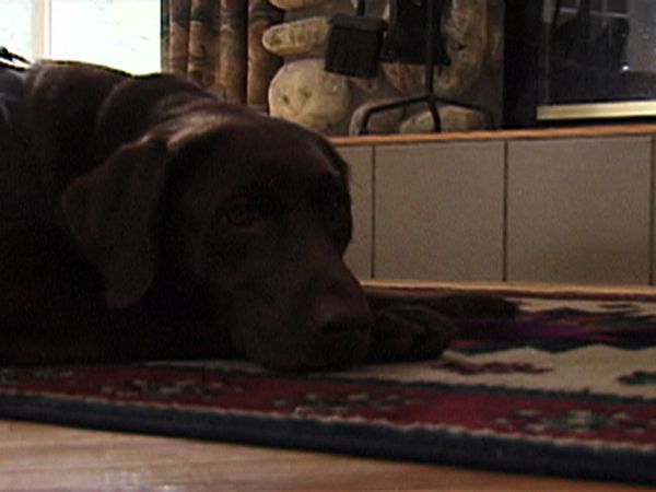 Dogs with Jobs - Episode 1: Maggie: Service Dog & A.J. Pet Detective