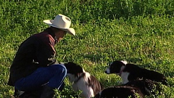 Dogs with Jobs - Episode 8: Willy: Seizure Dog & Rope: Cattle Dog