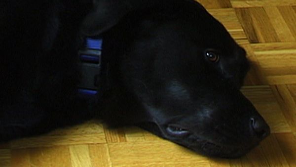 Dogs with Jobs - Episode 9: Malcolm: Arson Dog & Corky: Guiding Eyes