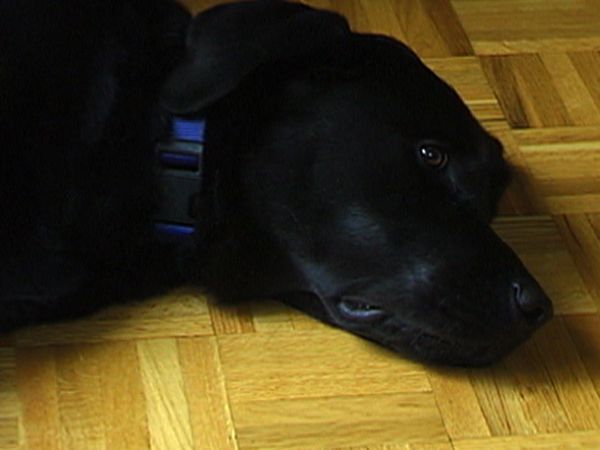 Dogs with Jobs - Episode 9: Malcolm: Arson Dog & Corky: Guiding Eyes