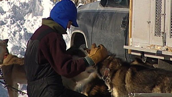 Dogs with Jobs - Episode 13: Sled Dog