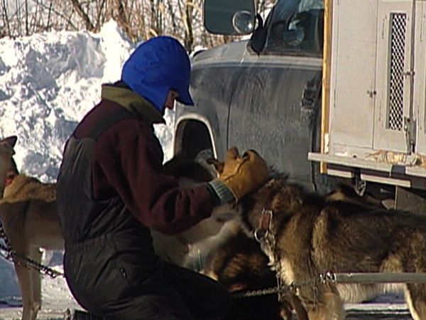 Dogs with Jobs - Episode 13: Sled Dog