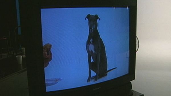 Dogs with Jobs - Episode 14: Gracie: Greyhound's Greyhound, Tiger: Bear Dog & Klondike: Herd Dog
