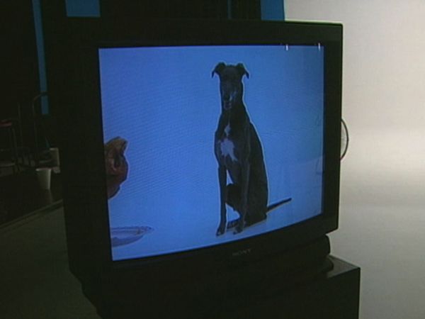 Dogs with Jobs - Episode 14: Gracie: Greyhound's Greyhound, Tiger: Bear Dog & Klondike: Herd Dog