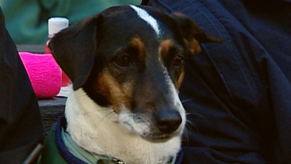 Dogs with Jobs - Episode 20: Tombre: Special Companion, Rosa: Frisbee Dog & Gabe: Camp Counselor