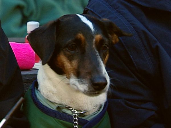 Dogs with Jobs - Episode 20: Tombre: Special Companion, Rosa: Frisbee Dog & Gabe: Camp Counselor
