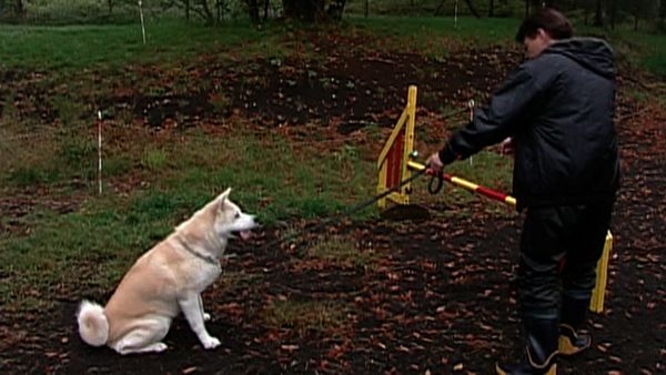 Dogs with Jobs - Episode 23: Marty and the Madcap Mutts, Tasha: Super Service Dog & Nana: Agile Akita