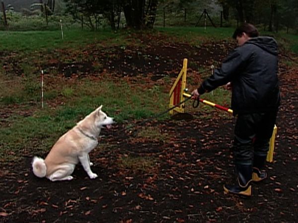 Dogs with Jobs - Episode 23: Marty and the Madcap Mutts, Tasha: Super Service Dog & Nana: Agile Akita