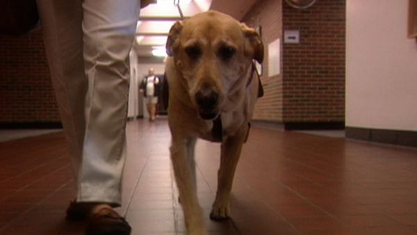 Dogs with Jobs - Episode 16: Tilly: Peace-keeper, Murphy: Freelance Therapist, & Madison: Bakery Dog
