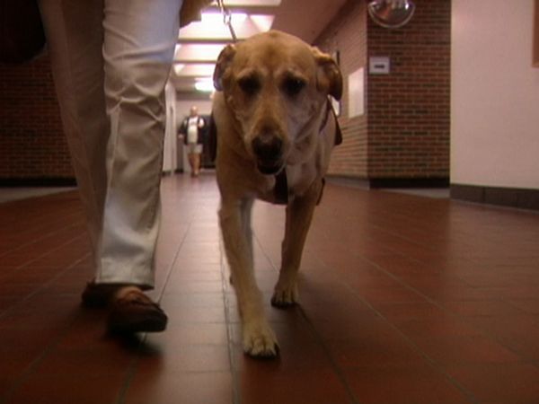 Dogs with Jobs - Episode 16: Tilly: Peace-keeper, Murphy: Freelance Therapist, & Madison: Bakery Dog