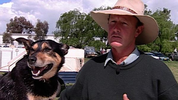 Dogs with Jobs - Episode 18: Ginny: The Dog Who Rescues Cats, Basil: Sheep Herder & Freddie: Billboard Dog
