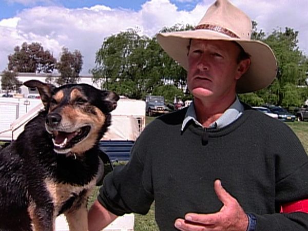 Dogs with Jobs - Episode 18: Ginny: The Dog Who Rescues Cats, Basil: Sheep Herder & Freddie: Billboard Dog
