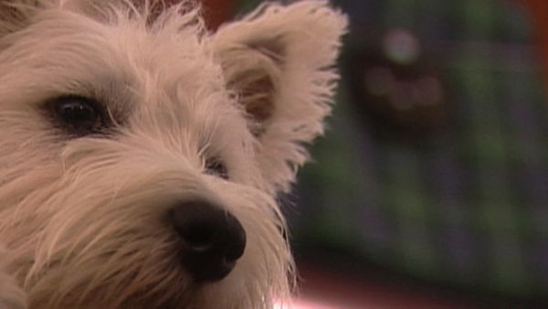 Dogs with Jobs - Episode 15: Popsicle: Drug-bust Dog, Harvey: Dog Wants & Tattie: Goose Buster