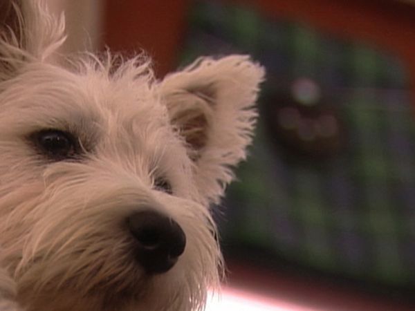 Dogs with Jobs - Episode 15: Popsicle: Drug-bust Dog, Harvey: Dog Wants & Tattie: Goose Buster