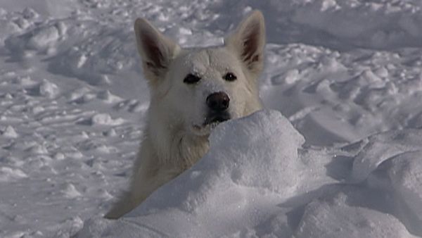 Dogs with Jobs - Episode 25: Yukon: Avalanche Dog, Biggles: Leader of the Pack & Kodak: Daredevil