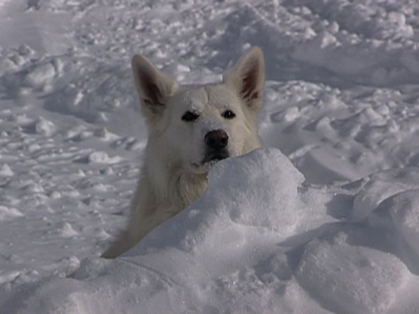 Dogs with Jobs - Episode 25: Yukon: Avalanche Dog, Biggles: Leader of the Pack & Kodak: Daredevil